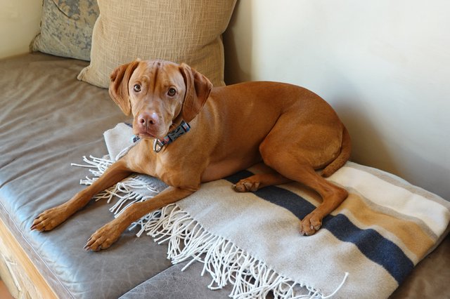 Relaxed Vizsla Resting on Couch with Blanket