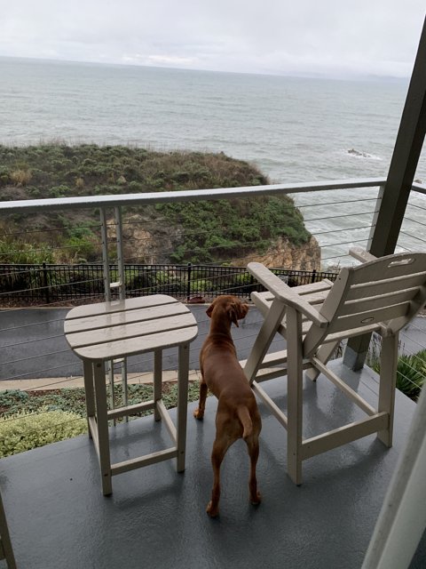 Balcony Dog with an Ocean View