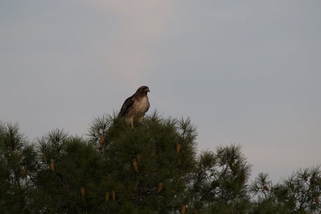 Majestic Sight: Red-Tailed Hawk Amidst Pine
