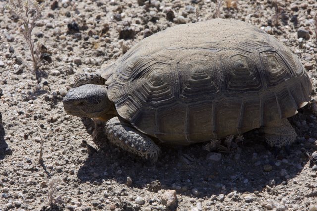 Desert Turtle Strolls the Arid Terrain