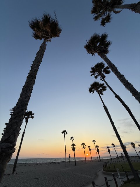 Palm Silhouettes at Sunset