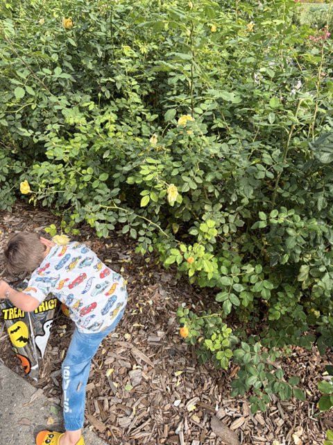 Hidden Treasures in the Garden