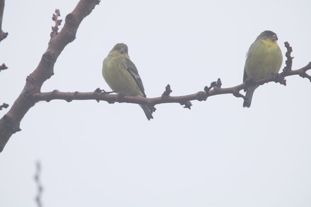 Two Lesser Goldfinches Perched on Winter Branch