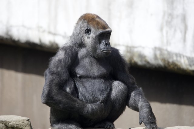 The Majestic Gorilla at SF Zoo, 2024