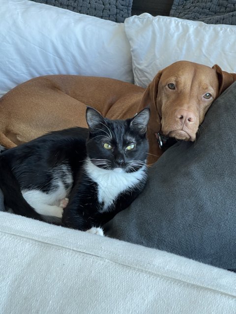 Feline and Canine Cuddle Buddies