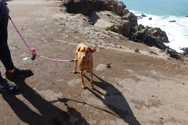 A boy walks his dog along the rocky California coast