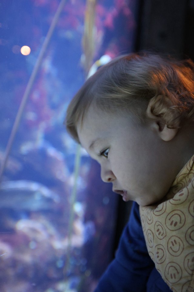 Child's Wonder at Aquarium Display