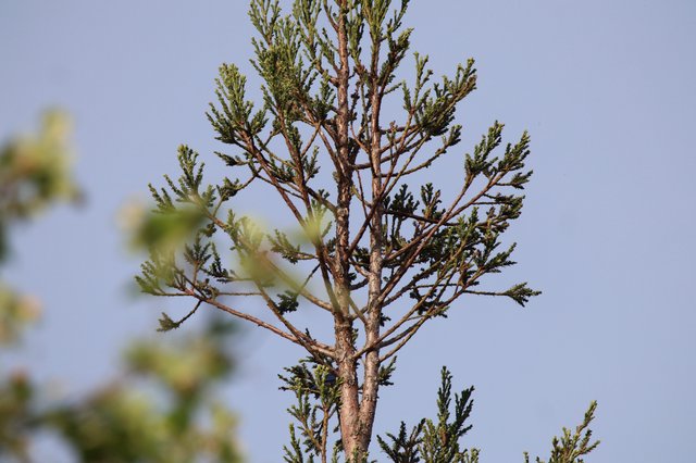 Cedar Waxwing Perched on Evergreen Branch at Dusk