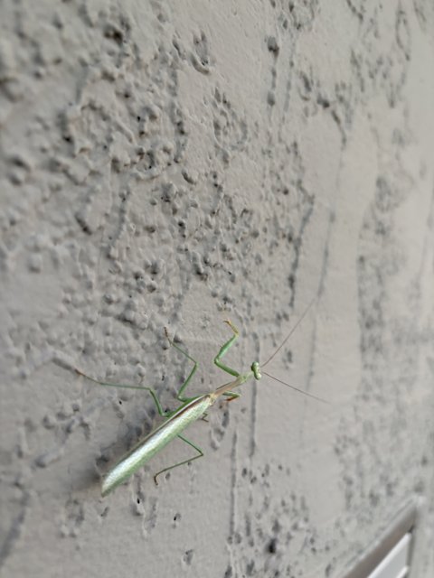 Wall Crawler