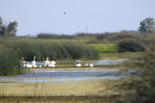 Dalmatian Pelicans and Great Egrets in Wetland Habitat