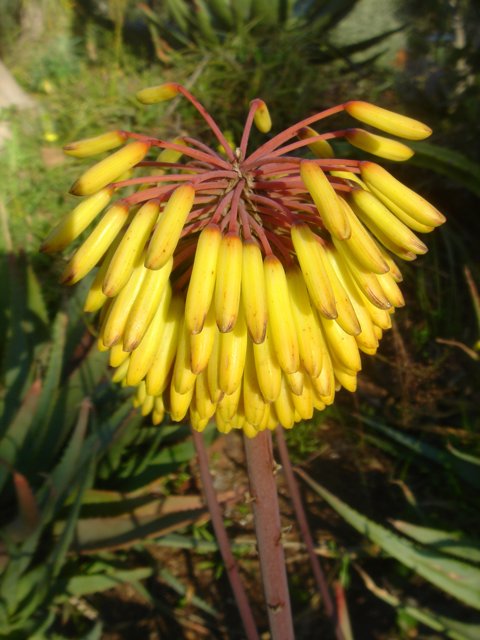 Vibrant Yellow Flower with Red Stems