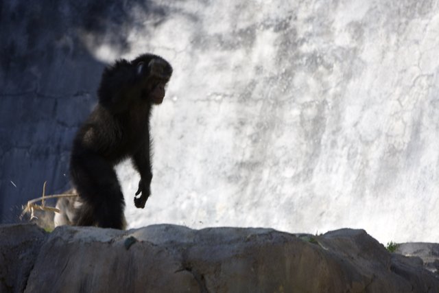 The Rock Star Chimpanzee