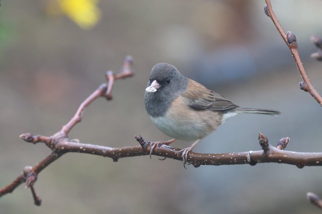 Dark-eyed Junco Perched on Winter Branch