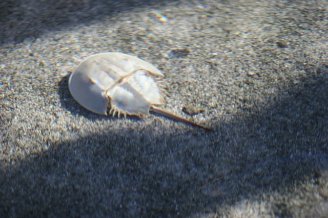 The Lonely Shell