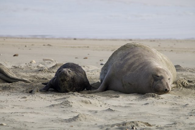 Mother and Pup Elephant Seals Resting on Beach