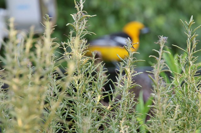 Hooded Oriole Hidden Among Rosemary Blooms
