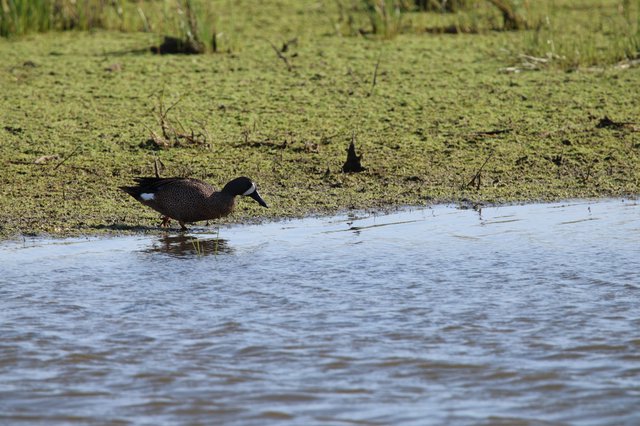 Blue-winged Teal Duck Wading in Wetland Marsh