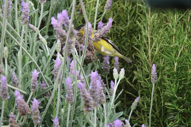 Yellow Bird Perched Among Lavender Flowers in Garden