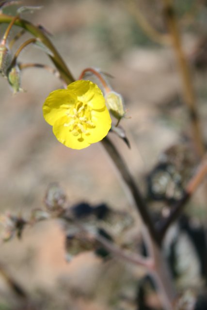 A Geranium Flower in Full Bloom