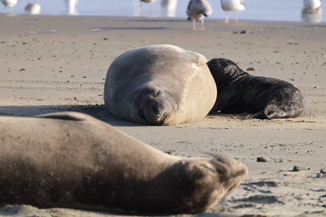 Elephant Seal Mother and Pup Resting on Beach