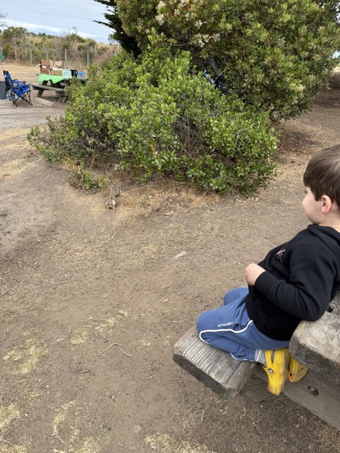 Curious Moments in Cambria