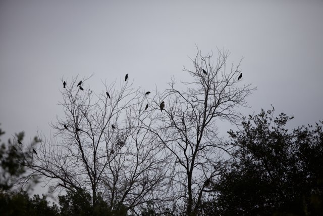 Silhouetted Blackbirds perched on a Tree