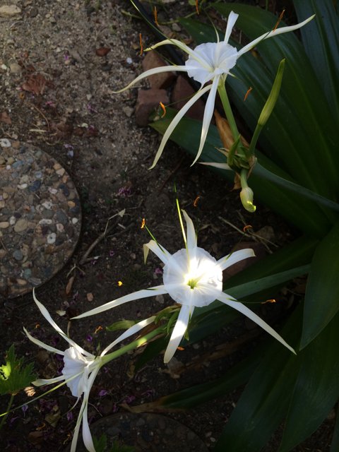 White Flowers in Altadena