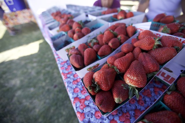 Fresh Strawberry Harvest at the Farmers Market