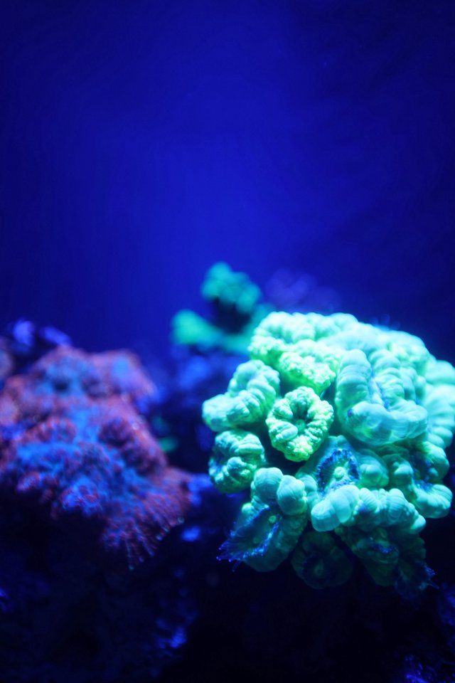 Vibrant Green Coral Under Blue Aquarium Lighting
