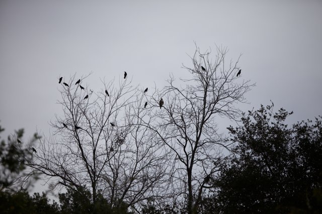 Silhouettes of Blackbirds: A Flock of 20 Birds Perched on a Tree
