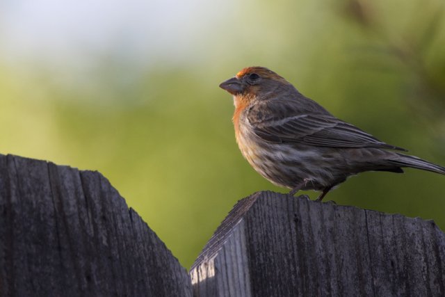 A Finch's Perch