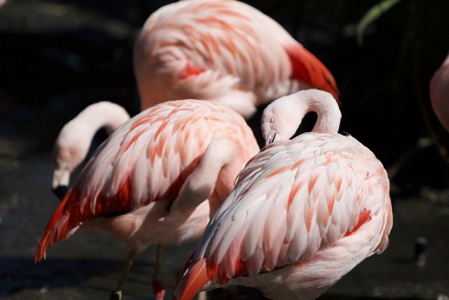 Flamingo Flock