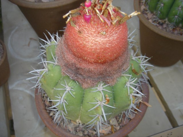 The Pinnacle of Cacti