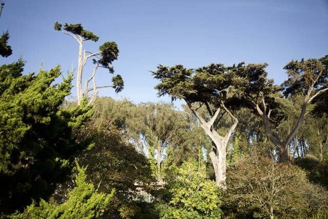 Majestic Eucalyptus: The Beauty of SF Zoo