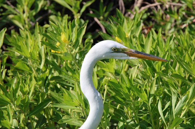 Great Egret Portrait in Lush Green Wetland Vegetation