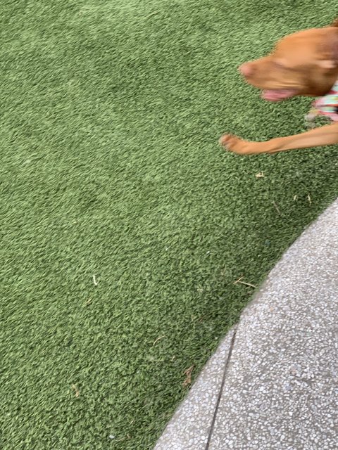 Playful Pup on Green Grass