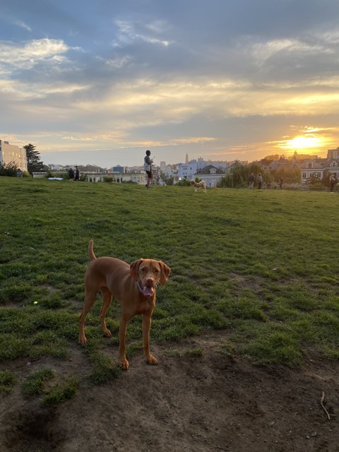 Canine Bliss at Sunset