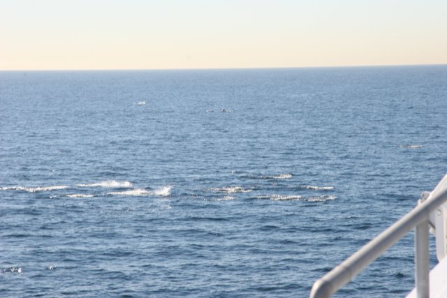 Whale watching from the ship's deck
