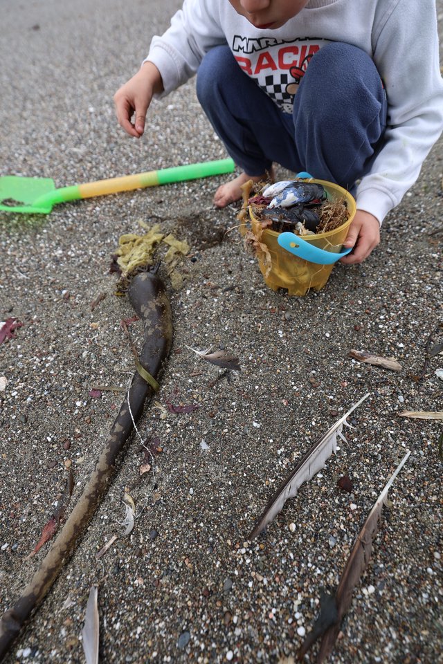 Young Boy Collecting Beach Treasures in Sandy Bucket