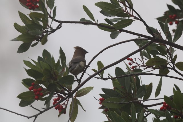 Cedar Waxwing Perched Among Red Berries