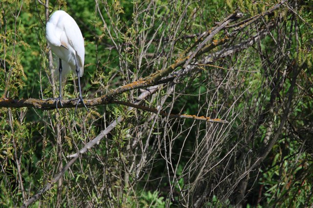 Great Egret Resting on Lichen-Covered Branch in Wetlands