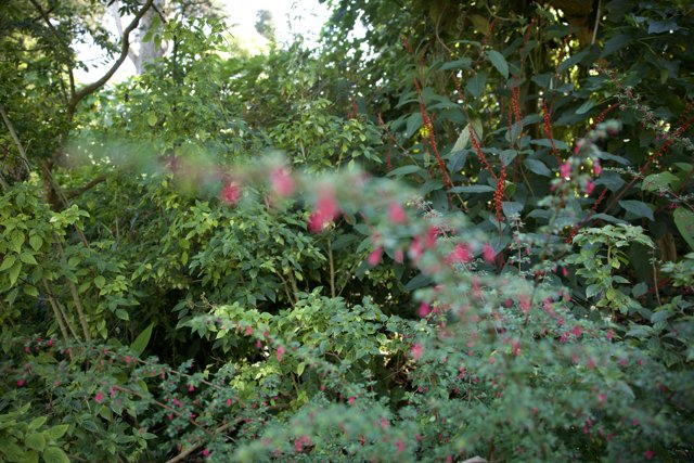 Blooming Pink Majesty at San Francisco Botanical Garden