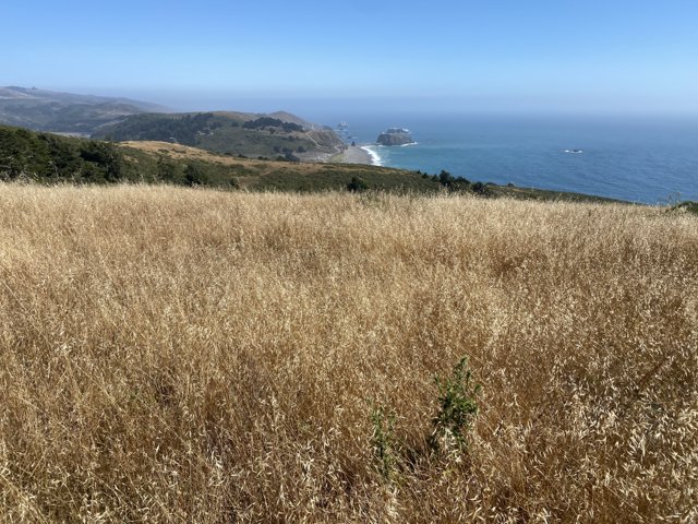 Overlooking the Pacific from a Grassy Hill