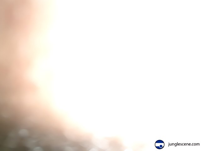 Blurred Figure in Sunlight
