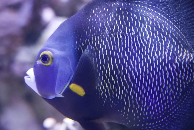 Radiant Reef Rendezvous: The Blue and Yellow Angelfish