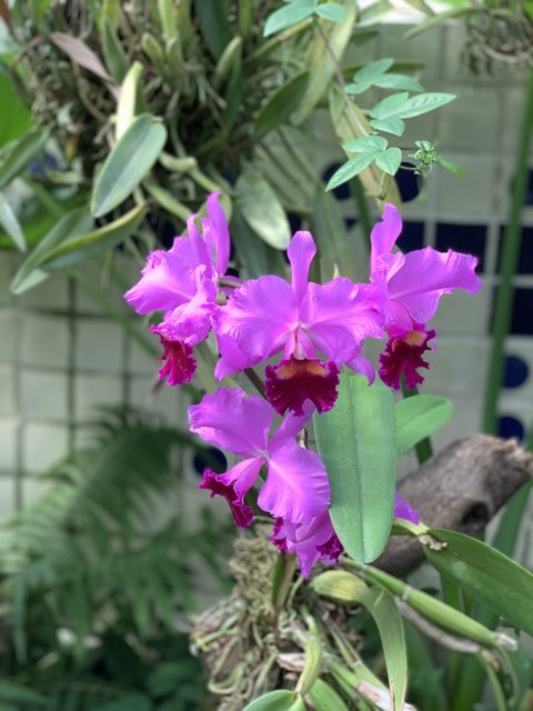 Majestic Purple Orchids in the Garden