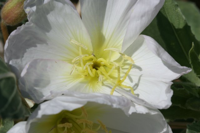 A Stunning Close-Up of a White Flower with Vibrant Yellow Stamens