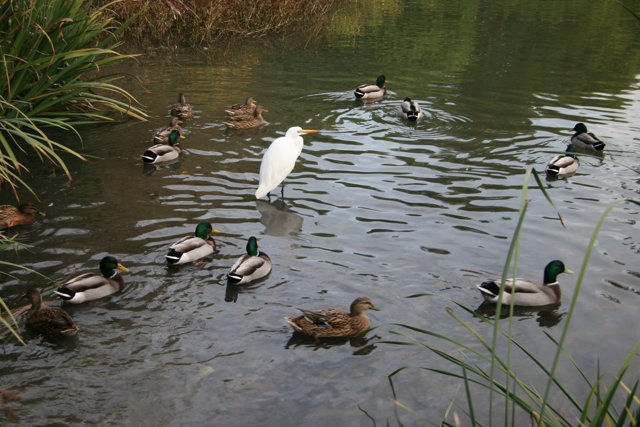 Flock of Waterfowl in a Serene Pond