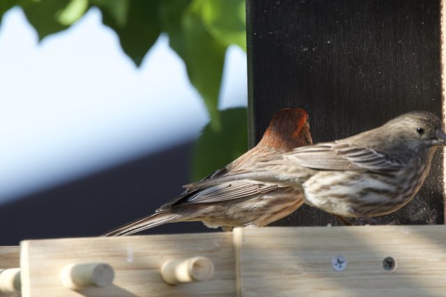 Feathered Companions
