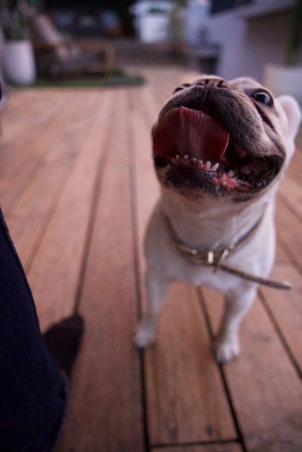 Majestic Bulldog on a Wooden Deck - LA Trip 2023